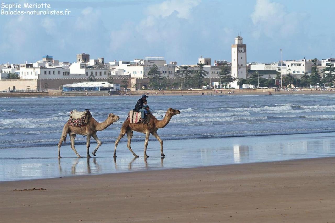 Appartement Essaouira Proche De La Mer Buitenkant foto